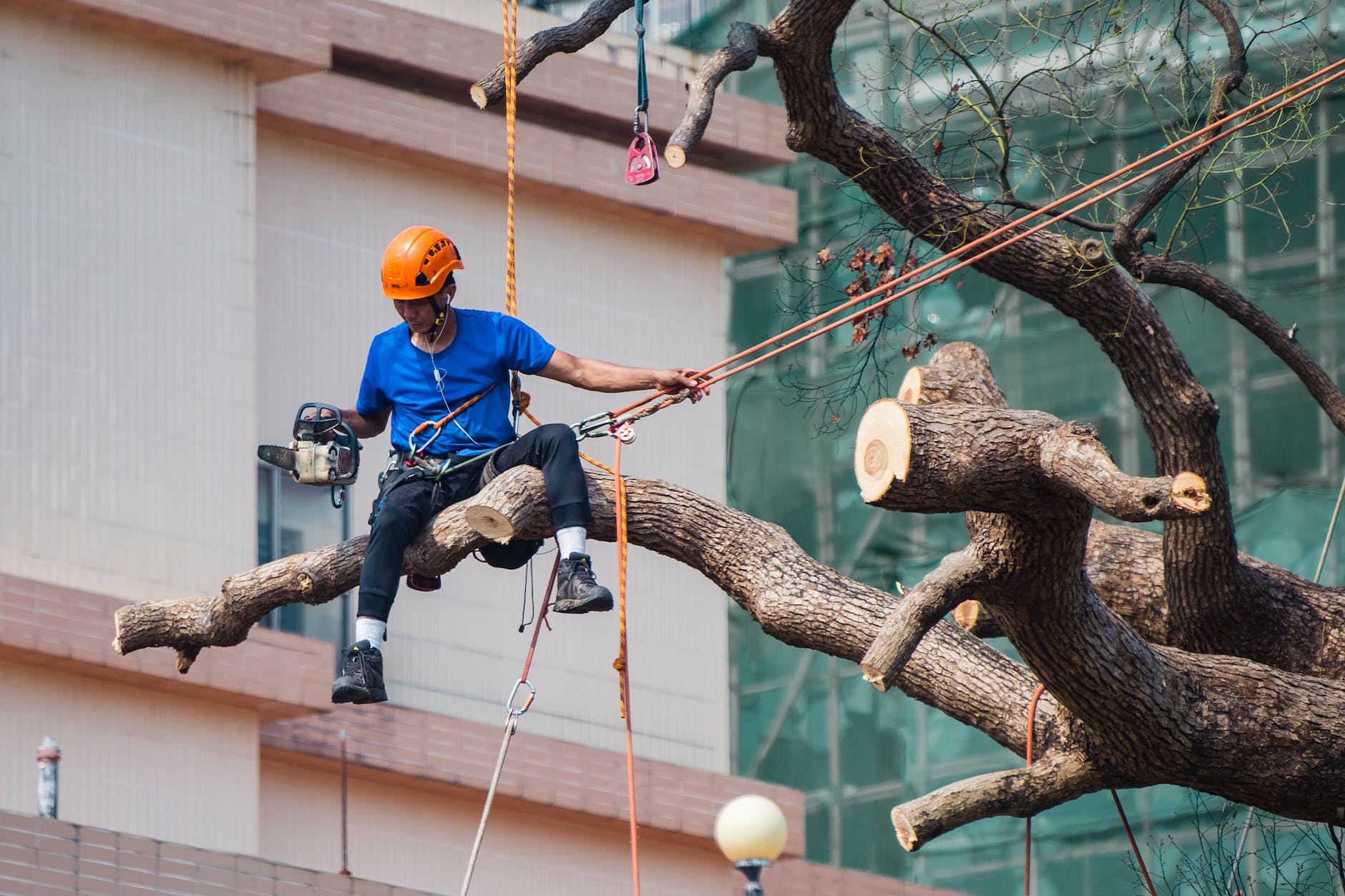 commercial tree services in Greenwich New York