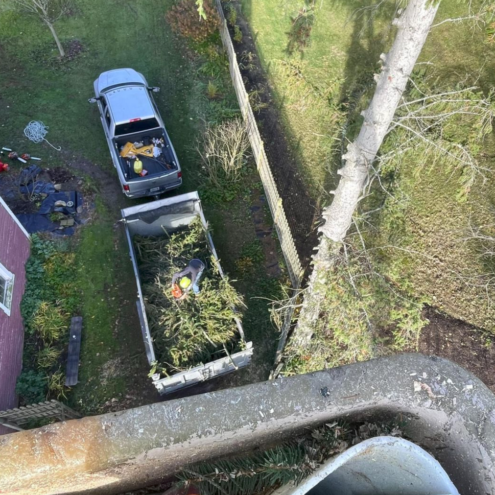 Emergency tree services 